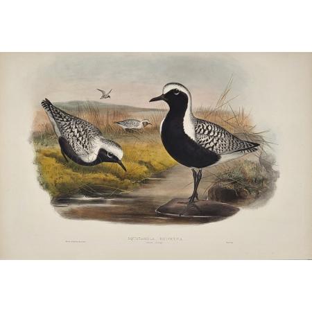 John GOULD (1804 - 1881)